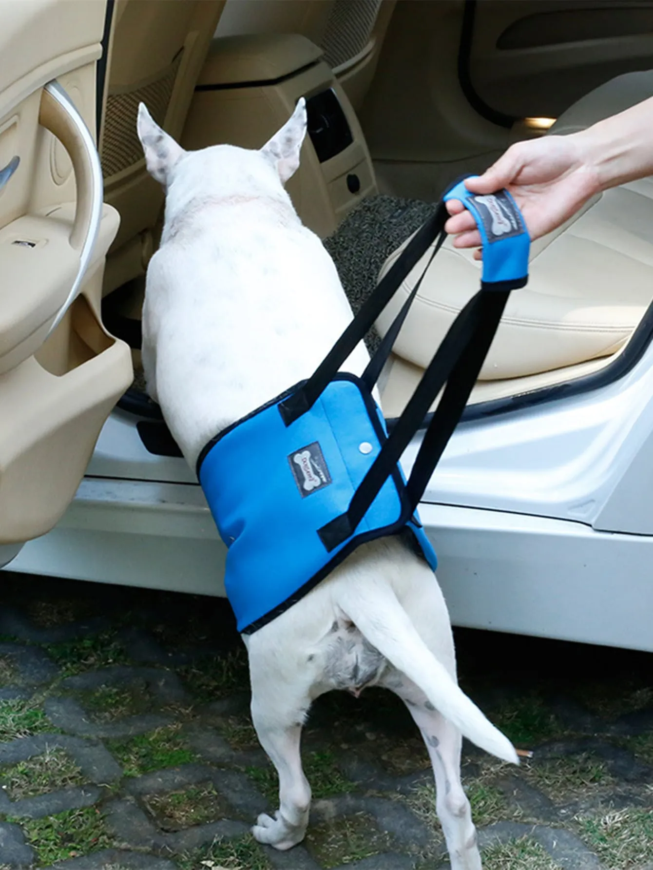 1pc Pet Auxiliary Walking Safety Belt