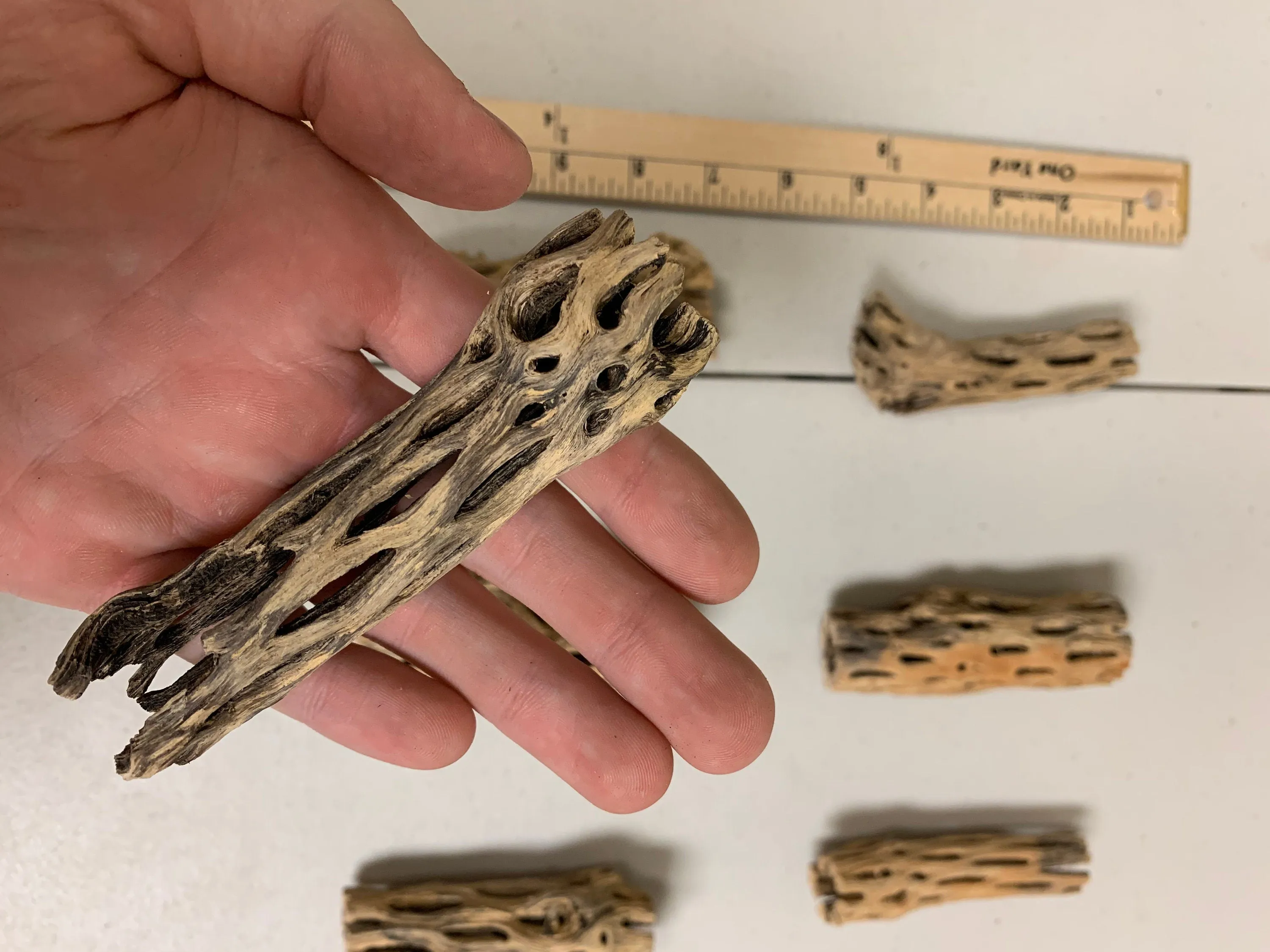 Cholla Driftwood Sticks