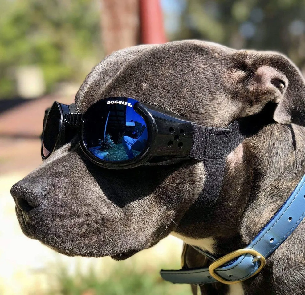 doggles - black frames with blue lens