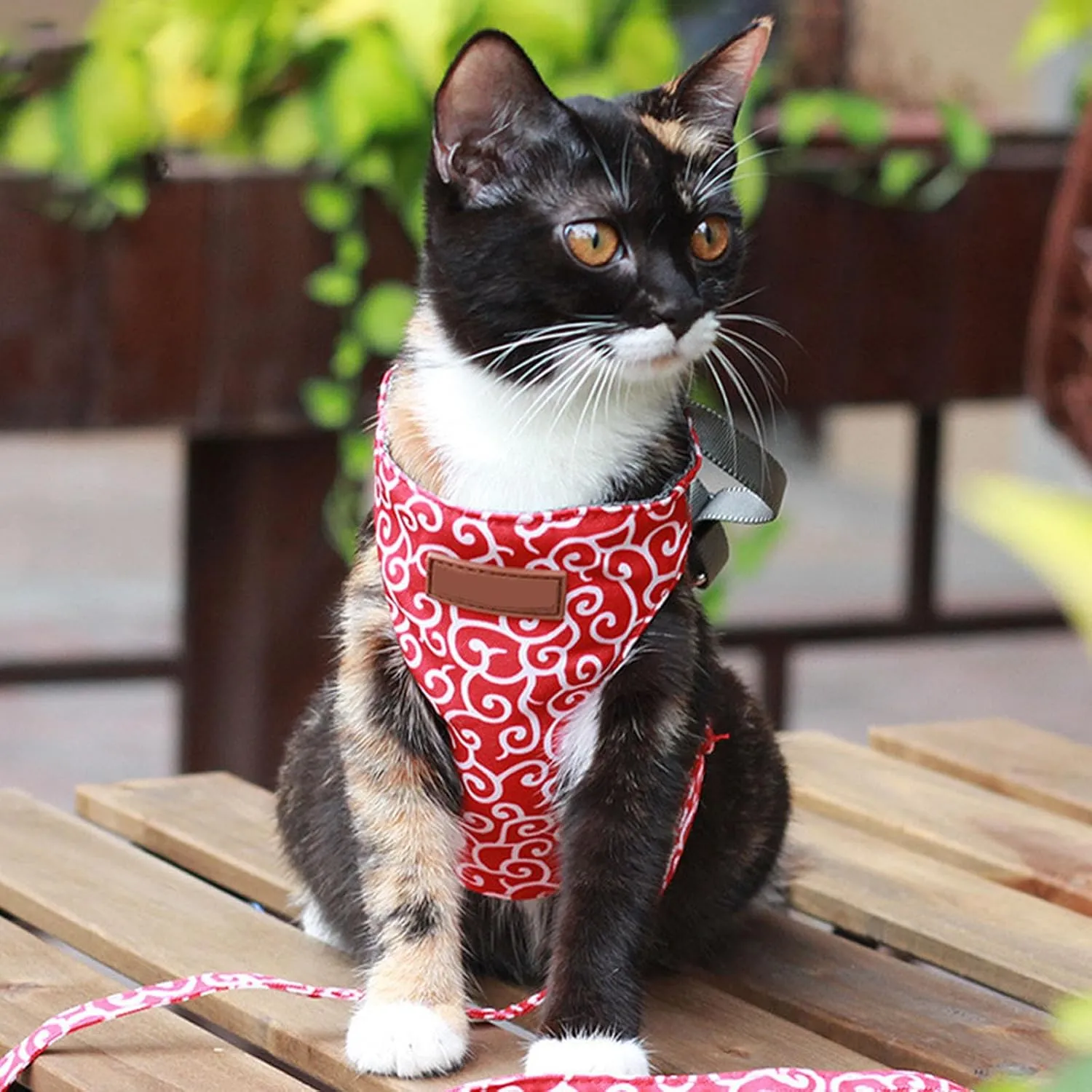 Niowatched Cat Vest Harness and Leash, Anti-Break Away Chest Strap Cat Clothes, Escape Proof Adjustable Soft Mesh Vest for Cats, Breathable Comfortable Pet Harness with Quick Release Buckle (C, M)