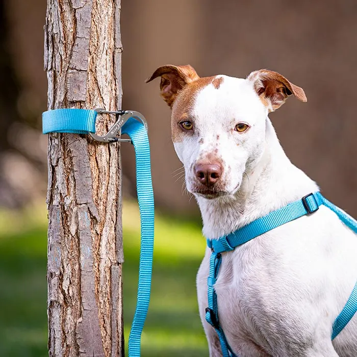 Slidelock Pet S-Biner